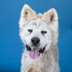 A5023039 Meet Rocky  a sweet scruffy 9-year-old Akita boy whos looking for love and a fresh star