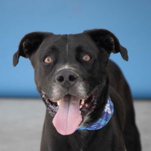 A5430963 Say hello to Lux a stunning 2-year-old Labrador Retriever with a jet-black velvety coat a