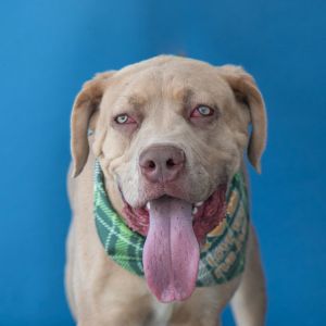 A5708139 Say hello to Billy - an 8-month-old Mastiff puppy with legs for days floppy ears and the 