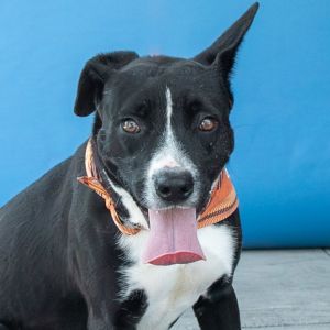 UHA5706670 A5706670 Meet Nathan  a 2-year-old Labrador Retriever mix with a bi