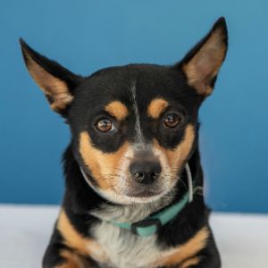 A5706413 Balu A Gentle Soul Looking for Peace and Patience Balu is a 5-year-old Rat Terrier mix wit