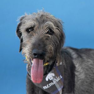 WALLY Standard Poodle Dog