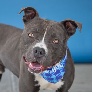MELVIN Pit Bull Terrier Dog