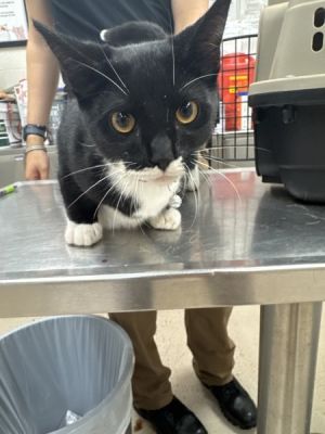 Primary Color Black Secondary Color White Weight 7lbs Age 0yrs 6mths 1wks Animal has been Spayed