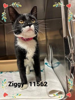 Primary Color Black Secondary Color White Weight 7lbs Age 0yrs 6mths 3wks Animal has been Spayed