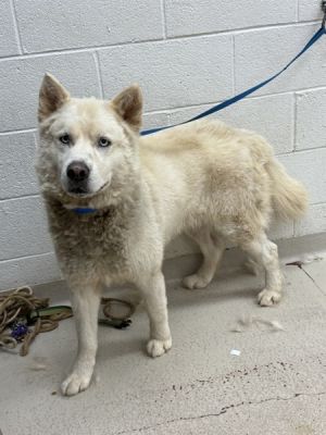 Primary Color White Weight 55lbs Age 5yrs 0mths 0wks