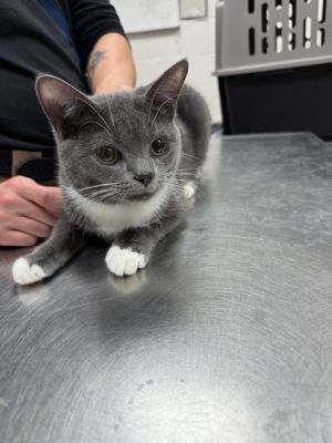 Primary Color Grey Secondary Color White Weight 63125lbs Age 0yrs 6mths 0wks