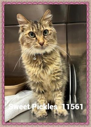 Primary Color Grey Tabby Weight 8lbs Age 9yrs 0mths 3wks Animal has been Spayed