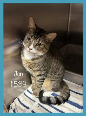 Primary Color Brown Tabby Secondary Color White Weight 7625lbs Age 2yrs 0mths 1wks Animal has b