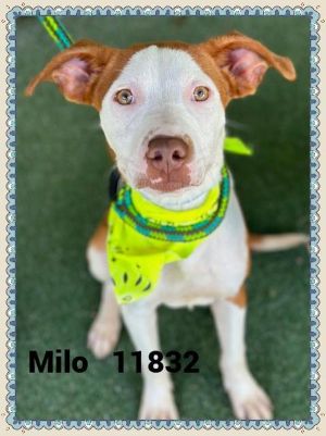 Milo (26) Pit Bull Terrier Dog