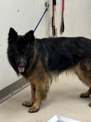 Primary Color Black Secondary Color Tan Weight 68lbs Age 3yrs 0mths 1wks Animal has been Neutere