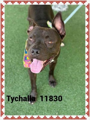 Primary Color Brown Secondary Color White Weight 51lbs Age 2yrs 0mths 2wks