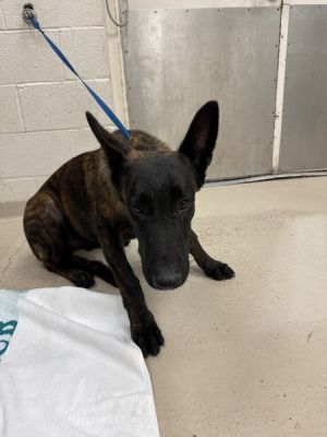 Primary Color Brown Brindle Weight 60lbs Age 1yrs 0mths 1wks Animal has been Neutered