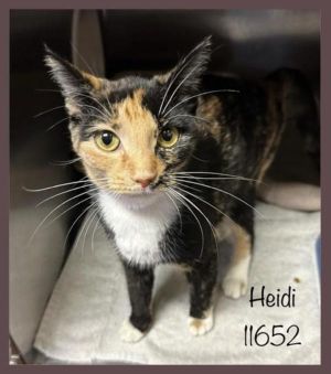 Primary Color Calico Weight 7625lbs Age 1yrs 0mths 3wks