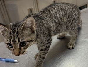 Primary Color Tabby Weight 4lbs Age 0yrs 4mths 1wks