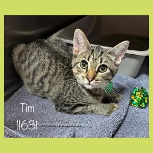 Primary Color Tabby Weight 4lbs Age 0yrs 4mths 2wks Animal has been Neutered