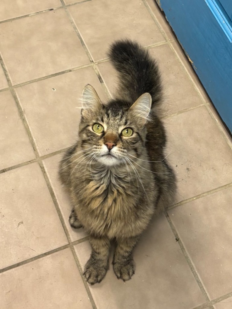 Trix, an adoptable Domestic Medium Hair in Heber City, UT, 84032 | Photo Image 2