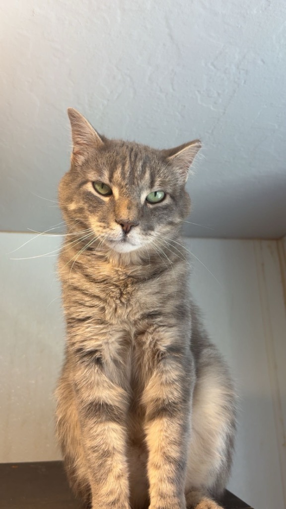 Sundance, an adoptable Domestic Short Hair in Heber City, UT, 84032 | Photo Image 1