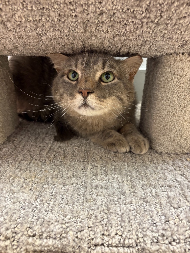 Sundance, an adoptable Domestic Short Hair in Heber City, UT, 84032 | Photo Image 2