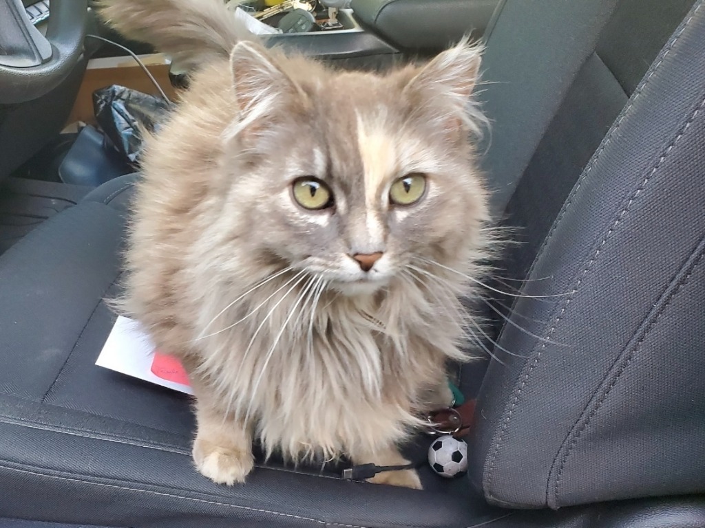Cilantro