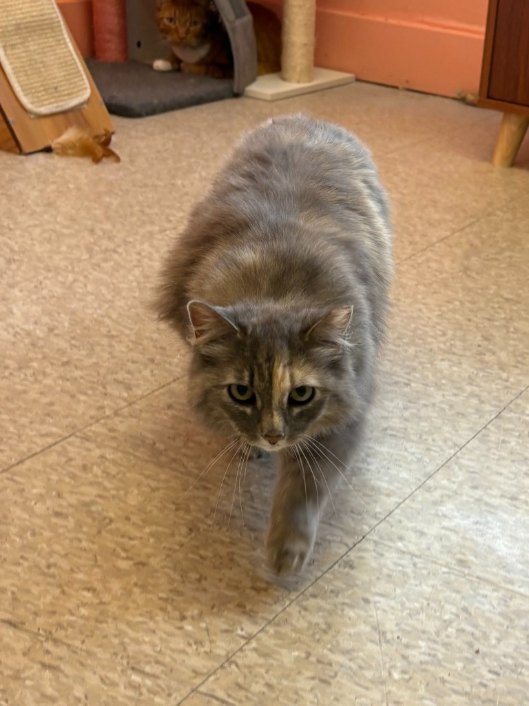 Cilantro