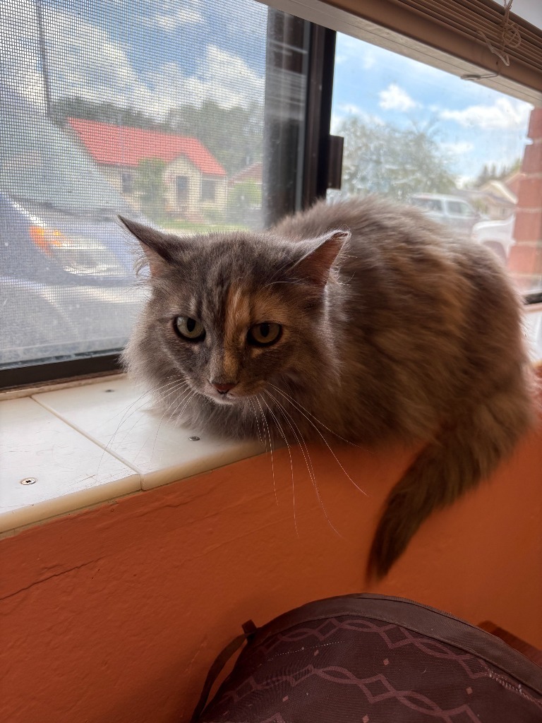 Cilantro
