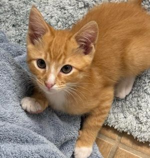 Hurricane, Baby Male unknown