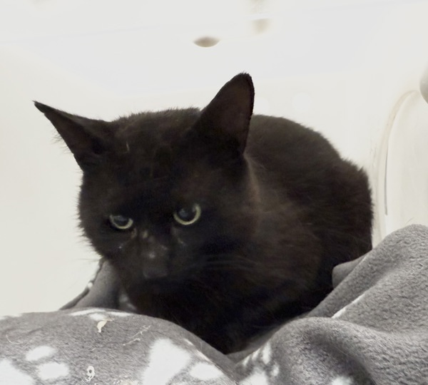Puma *Barn Home Needed*