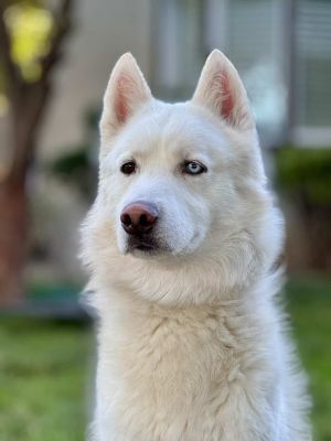 Ori, Adult Male unknown