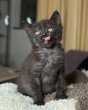 Riot is a sweet short hair black and gray boy He is very affectionate with humans and loves to adv