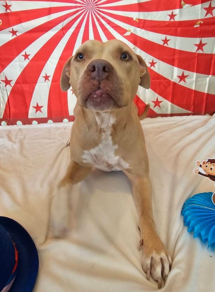 Honey a/k/a Halsie (aka Josie)