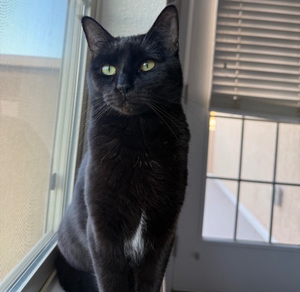Zenna, an adoptable Domestic Short Hair in Fort Lupton, CO, 80621 | Photo Image 1