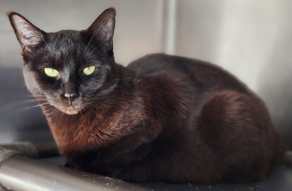 Zenna, an adoptable Domestic Short Hair in Fort Lupton, CO, 80621 | Photo Image 2