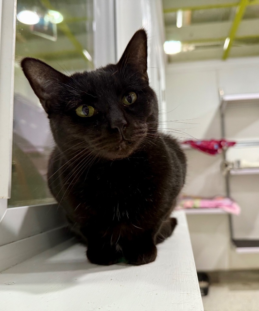 Zenna, an adoptable Domestic Short Hair in Fort Lupton, CO, 80621 | Photo Image 3