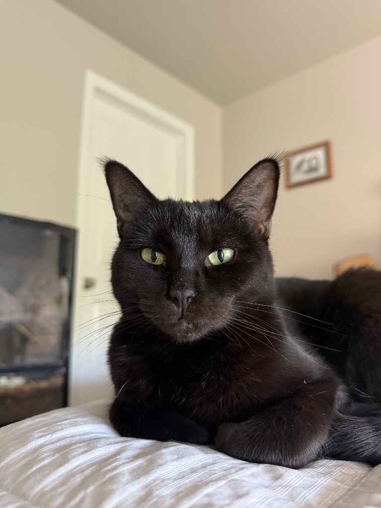 Zenna, an adoptable Domestic Short Hair in Fort Lupton, CO, 80621 | Photo Image 4