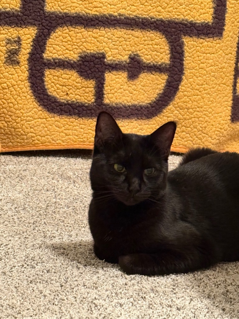 Zenna, an adoptable Domestic Short Hair in Fort Lupton, CO, 80621 | Photo Image 5