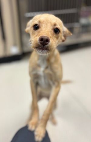 Noor Chihuahua Dog