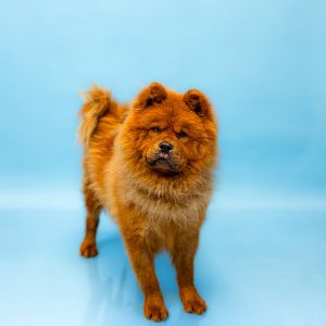 Pen 205d Greg Chow Chow Dog