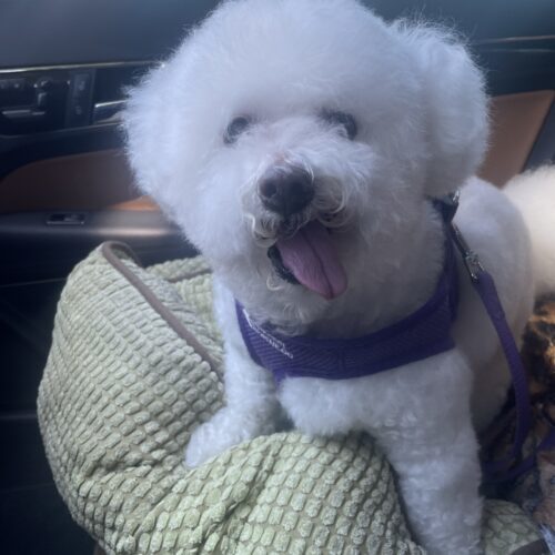 Finnegan #505