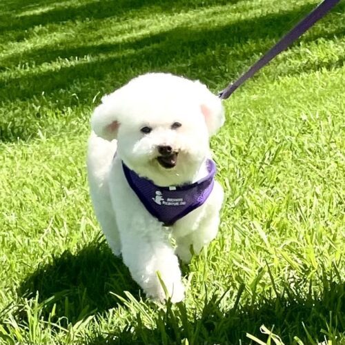 Finnegan #505