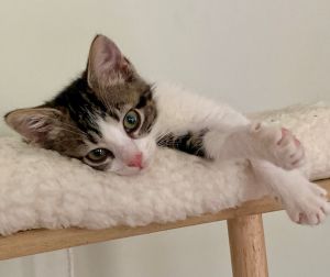 Carol is very inquisitive and loves to chase toys all over the house She is small but mighty and lo