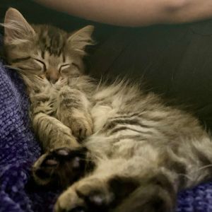 Neil Young is such a sweet soul Loves to play till he is tired He is a very confident kitten