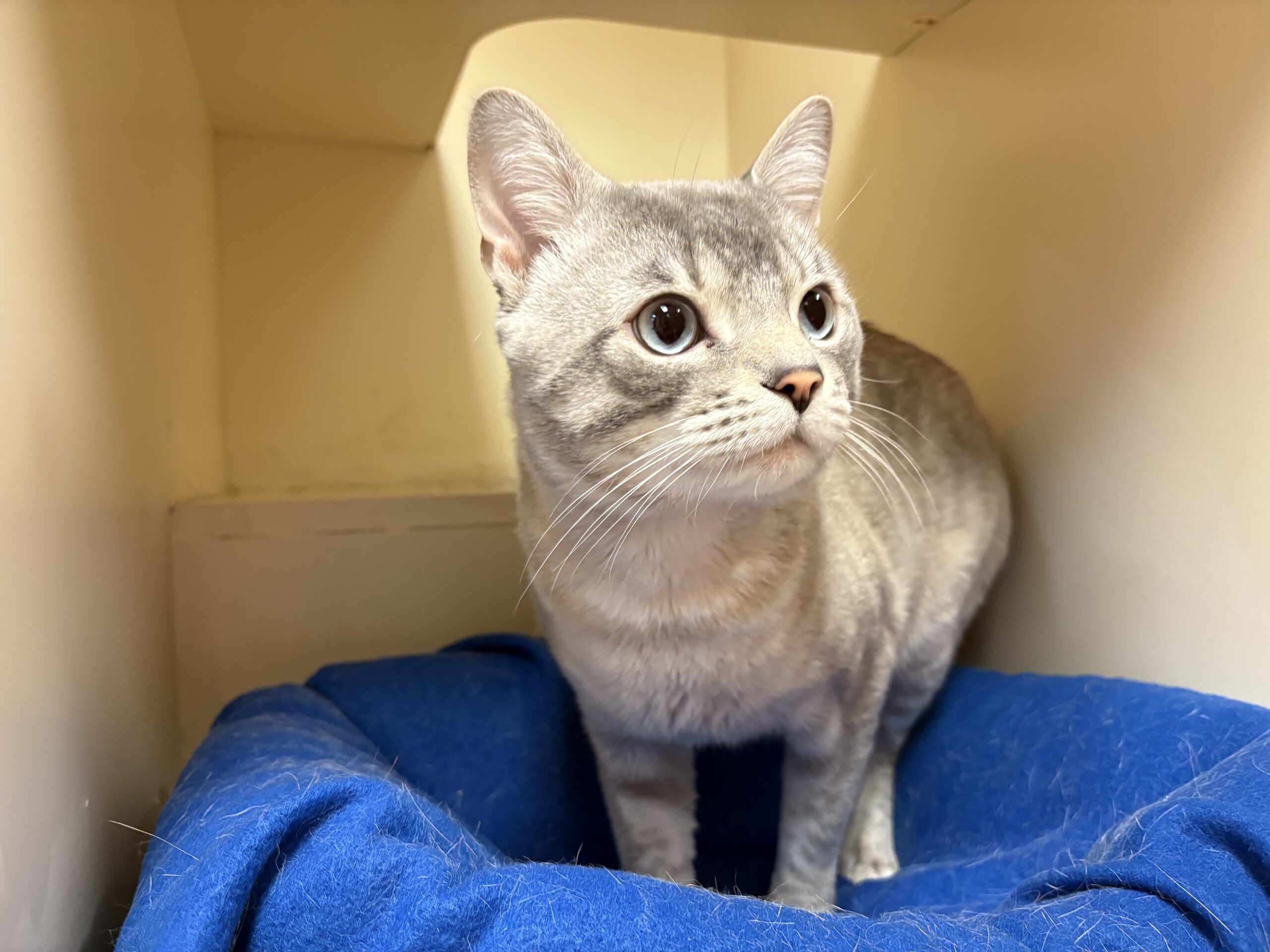 Saucy, an adoptable Domestic Short Hair, Siamese in Hays, KS, 67601 | Photo Image 1