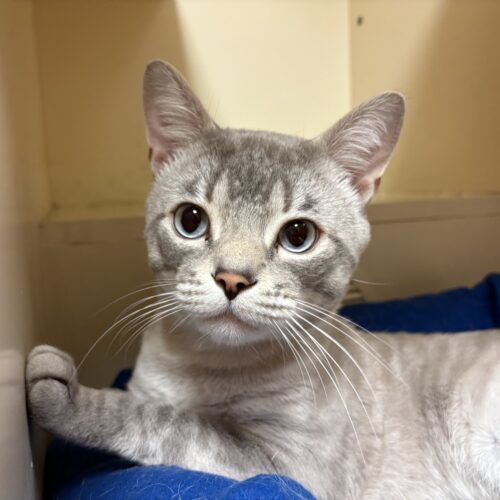 Saucy, an adoptable Domestic Short Hair, Siamese in Hays, KS, 67601 | Photo Image 2