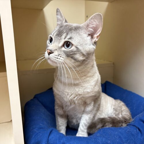 Saucy, an adoptable Domestic Short Hair, Siamese in Hays, KS, 67601 | Photo Image 3