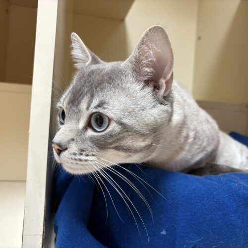 Saucy, an adoptable Domestic Short Hair, Siamese in Hays, KS, 67601 | Photo Image 4