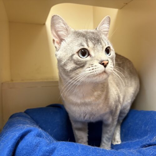 Saucy, an adoptable Domestic Short Hair, Siamese in Hays, KS, 67601 | Photo Image 5