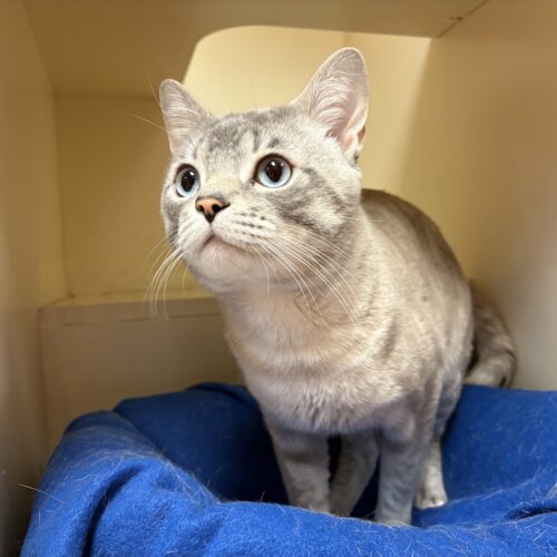 Saucy, an adoptable Domestic Short Hair, Siamese in Hays, KS, 67601 | Photo Image 6