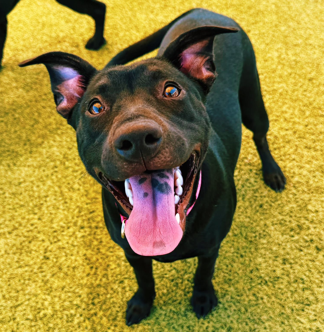 Chancey, an adoptable Black Labrador Retriever, Pit Bull Terrier in Hays, KS, 67601 | Photo Image 1