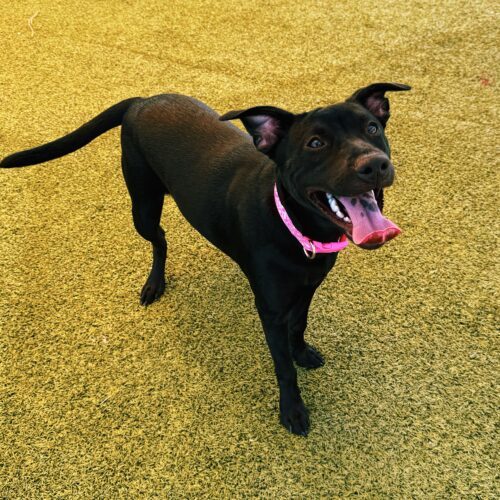 Chancey, an adoptable Black Labrador Retriever, Pit Bull Terrier in Hays, KS, 67601 | Photo Image 2